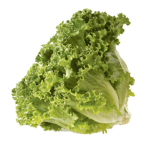 Lechuga italiana