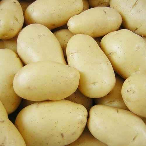 Papa blanca