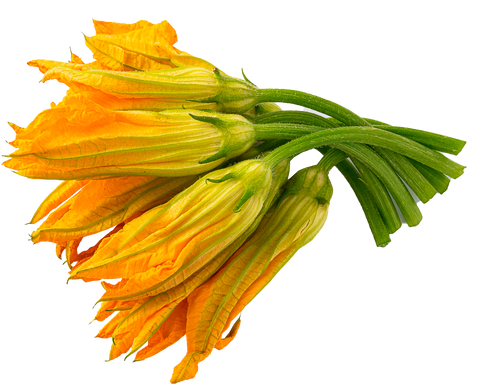 Flor de calabaza