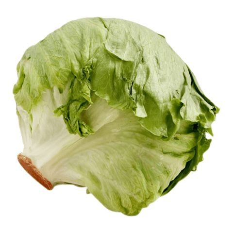 Lechuga romana