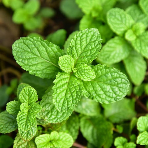 Menta Fresca