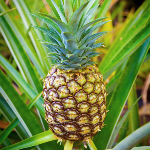 Piña Cayena