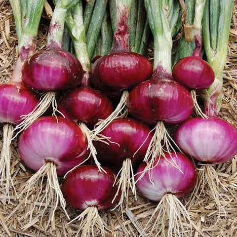 Cebolla morada