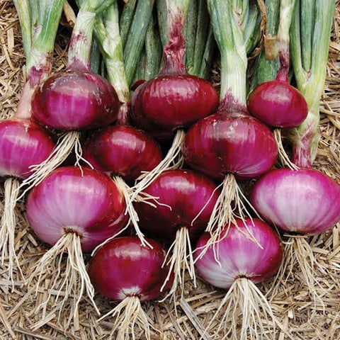 Cebolla morada