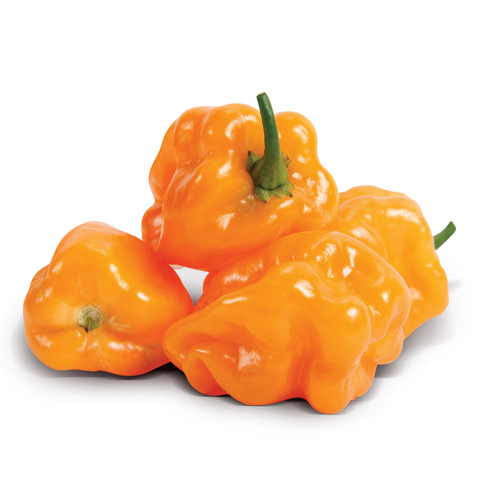 Chile habanero naranja