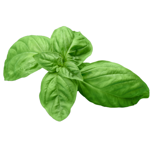 Albahaca italiana