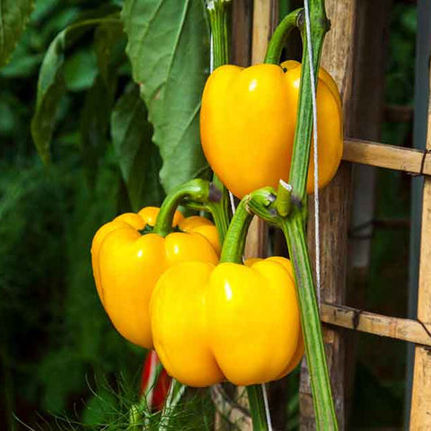 Pimiento morrón amarillo