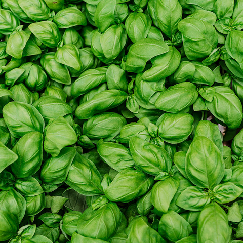 Albahaca italiana