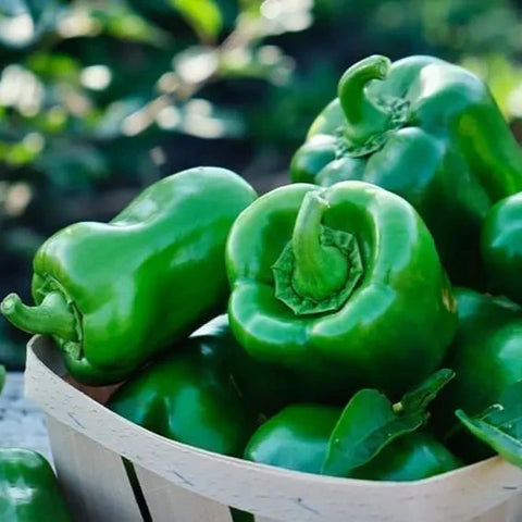 Pimiento morrón verde
