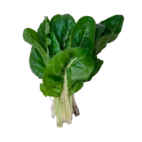 Acelga