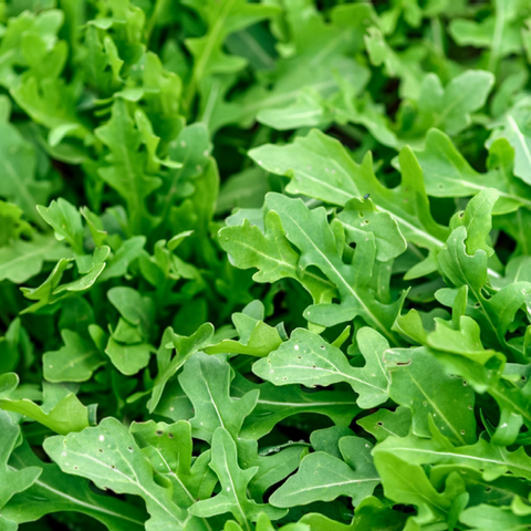 Arugula