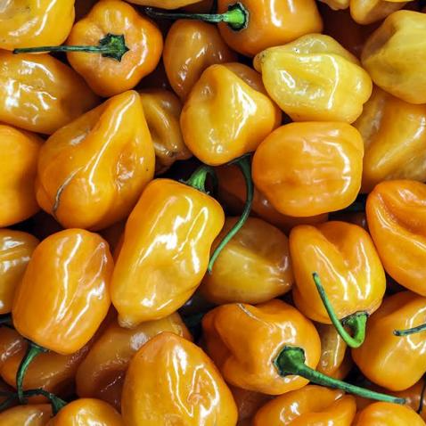 Chile habanero naranja