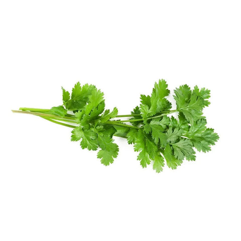 Cilantro