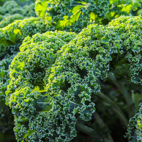 Kale