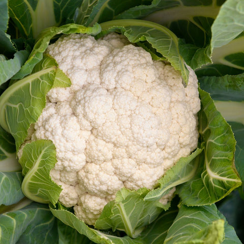 Coliflor blanca