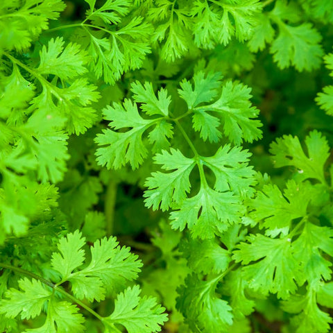 Cilantro