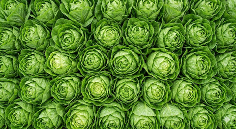 Corazones de lechuga