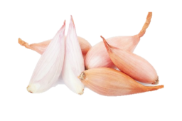 Echalote