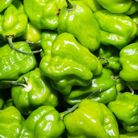 Chile habanero verde