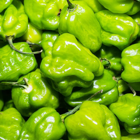Chile habanero