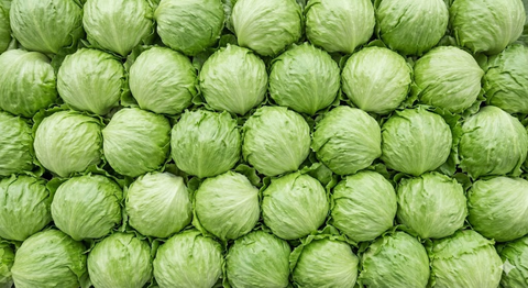 Lechuga iceberg