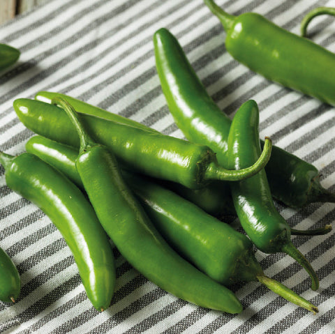 Chile serrano