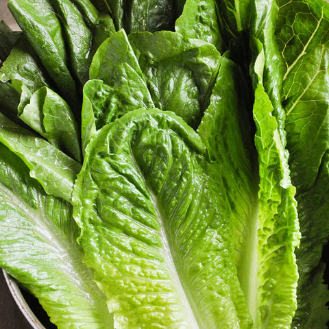 Lechuga orejona