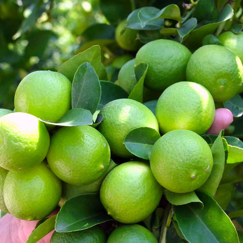 Limón con semilla