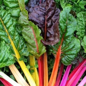 Acelga de colores