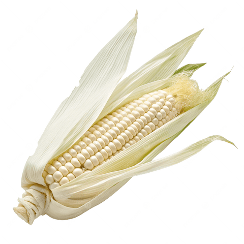 Elote blanco